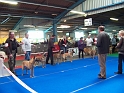 Malinois classe ouverte femelles 5542